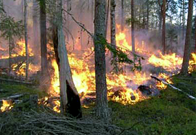 Det brinner i mark och trädstammar, oranga lågor sprider sig ibland det gröna gräset och barren.